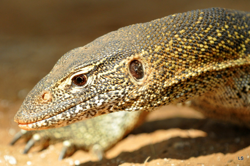 Varan du Nil/African monitor