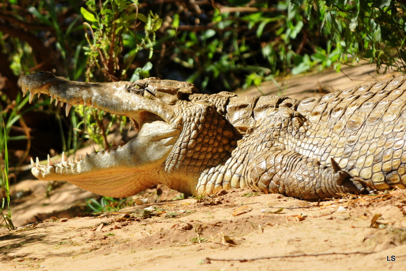 Crocodile (17)
