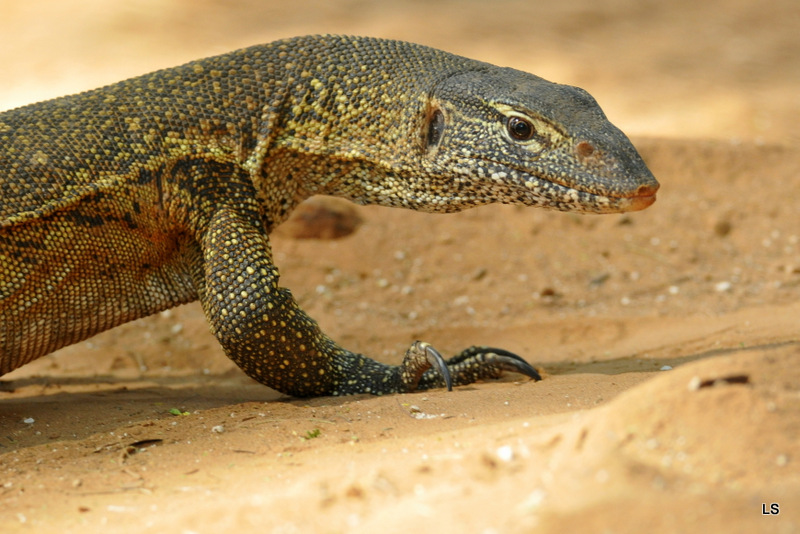 Varan du Nil/African monitor (5)