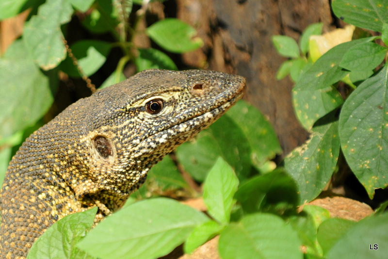 Varan du Nil/African monitor (6)