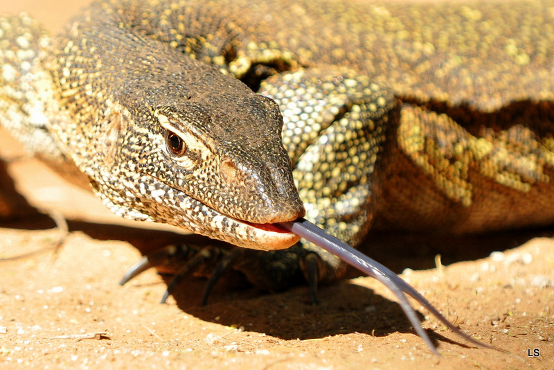 Varan du Nil/African monitor (8)