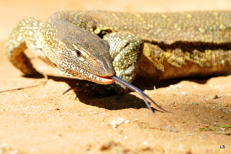 Varan du Nil/African monitor (9)