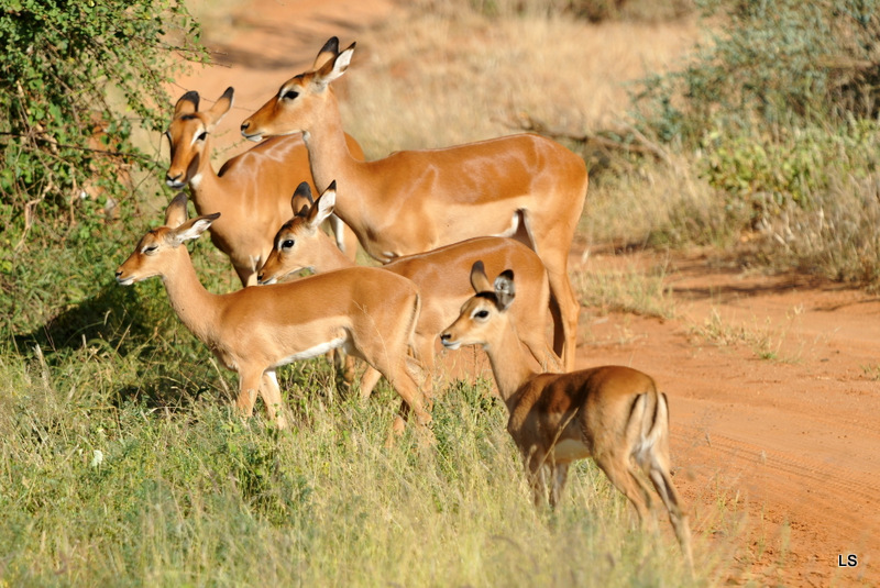 Impala (4)