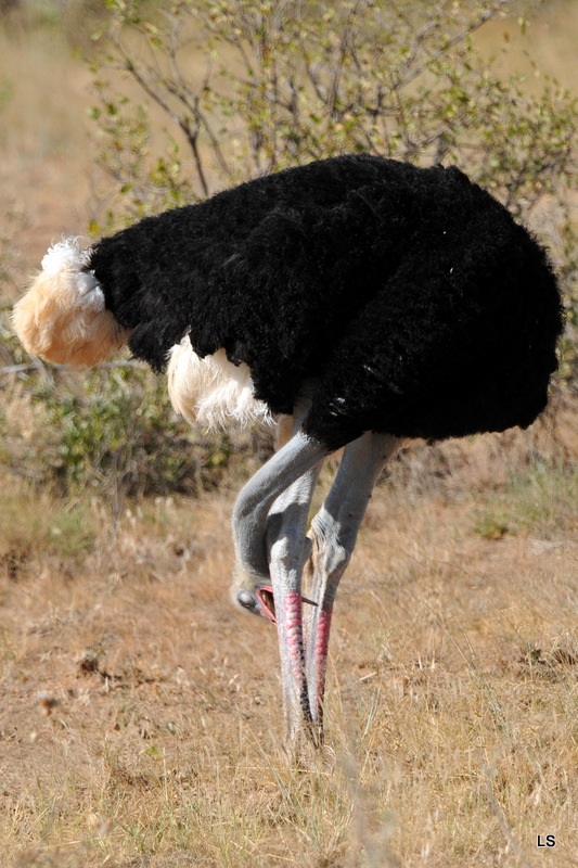 Autruche de Somalie/Somali Ostrich (5)