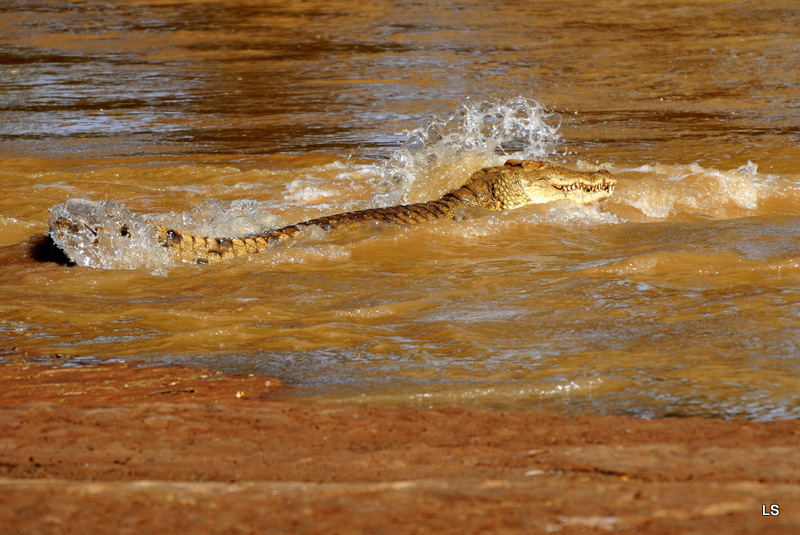 Crocodile (19)