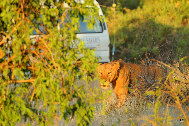 Lion (1)