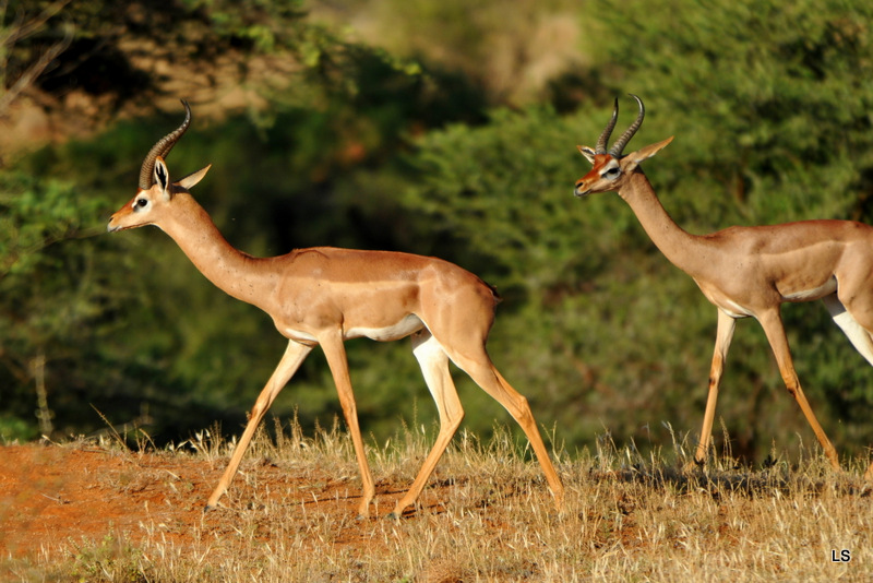 Gazelle de Waller/Gerenuk (4)