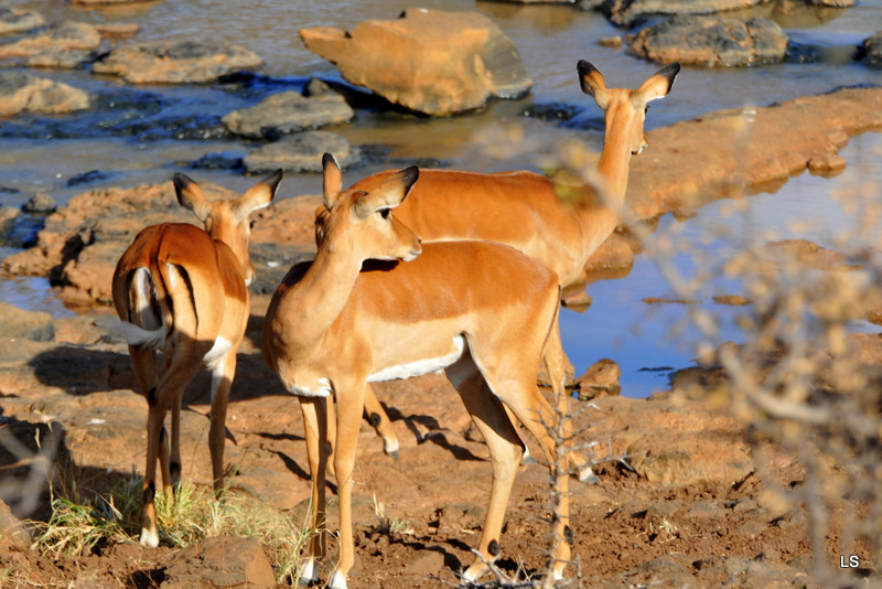 Impala (1)