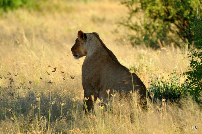 Lion (2)