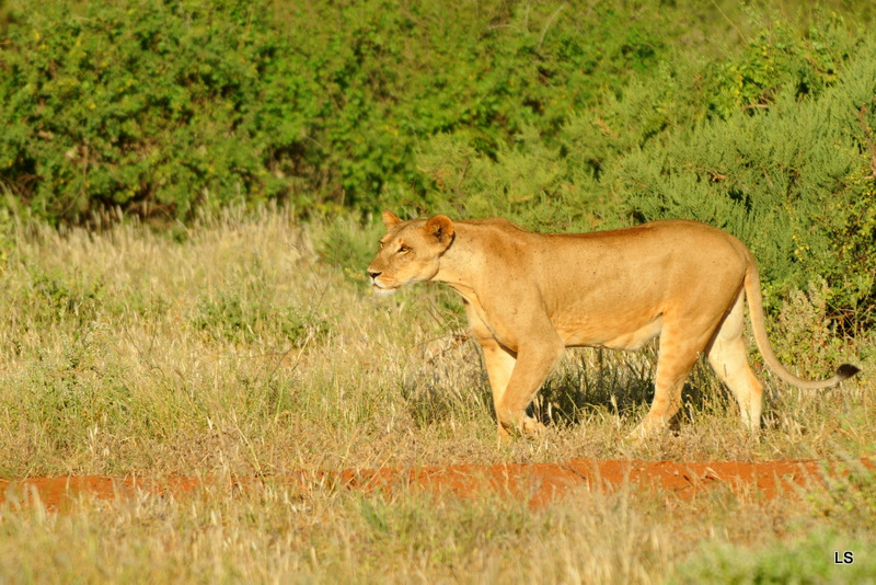 Lion (3)