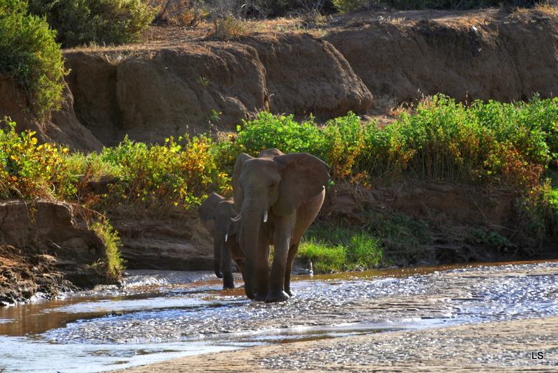 Eléphant (39)