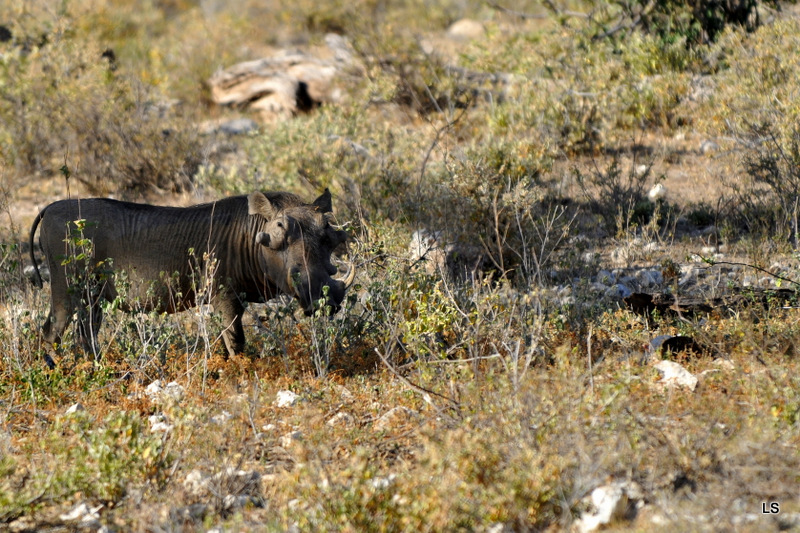 Phacochère/Warthog (1)