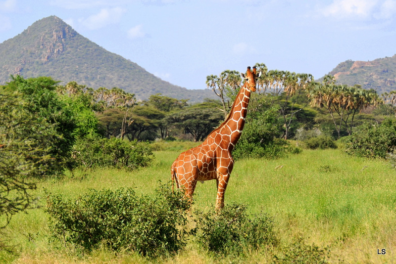 Girafe/Giraffe (15)