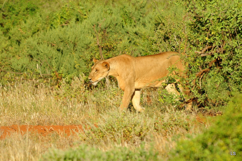Lion (4)