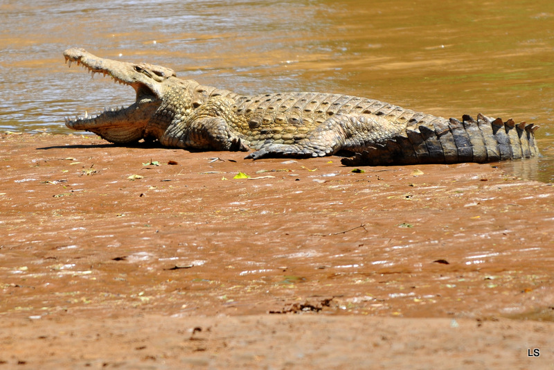 Crocodile (20)