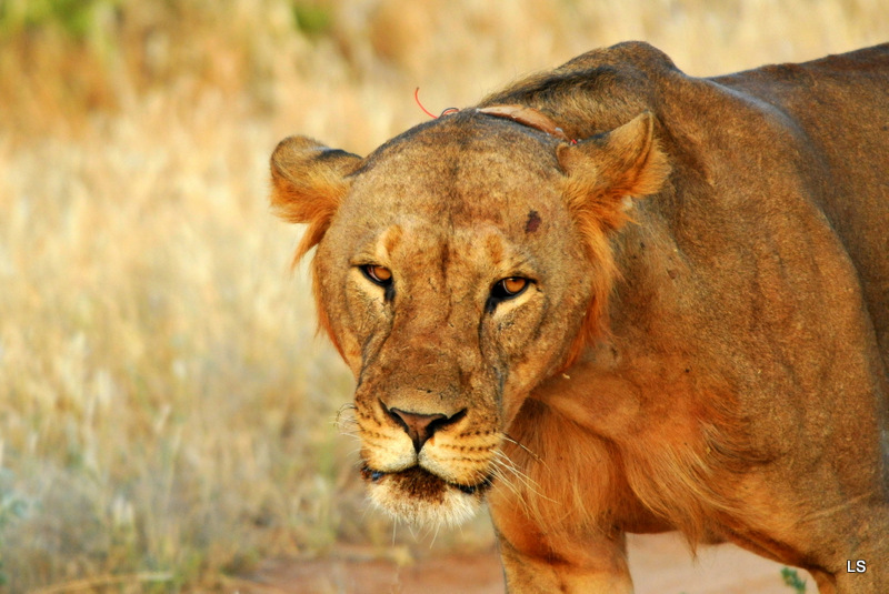 Lion (5)