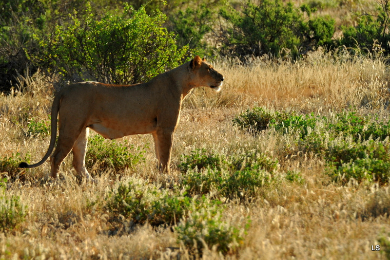 Lion (6)