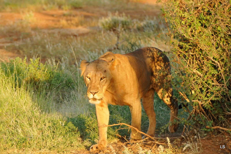 Lion (7)