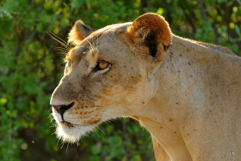 Lion (8)