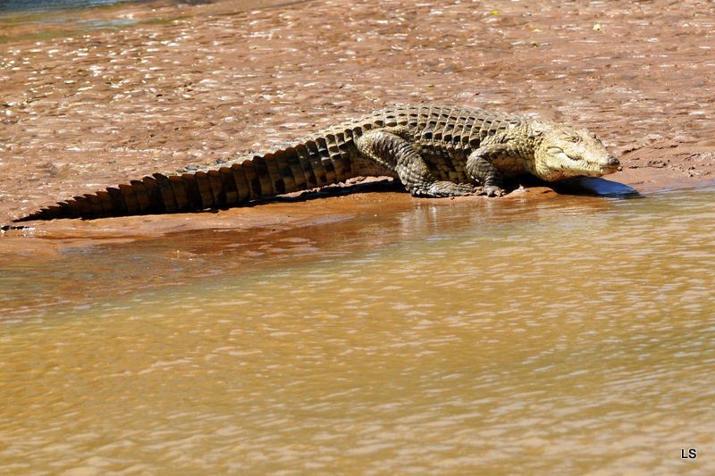 Crocodile (25)