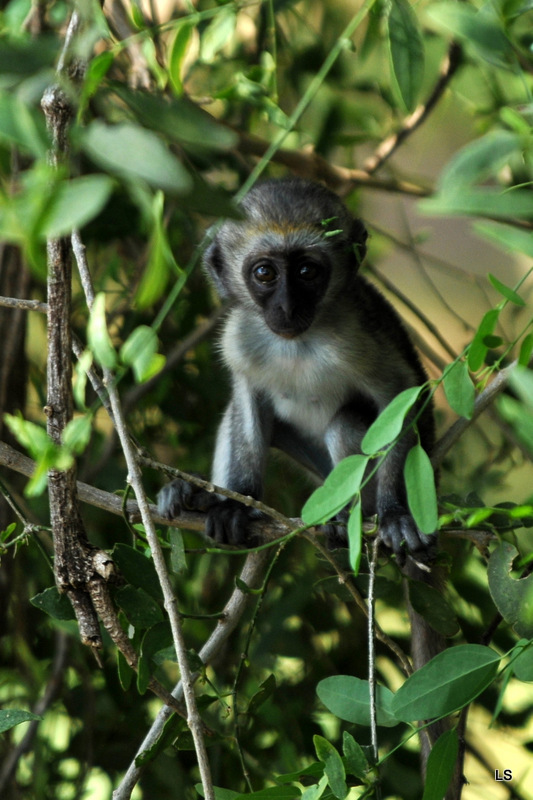 Vervet/Vervet monkey (3)