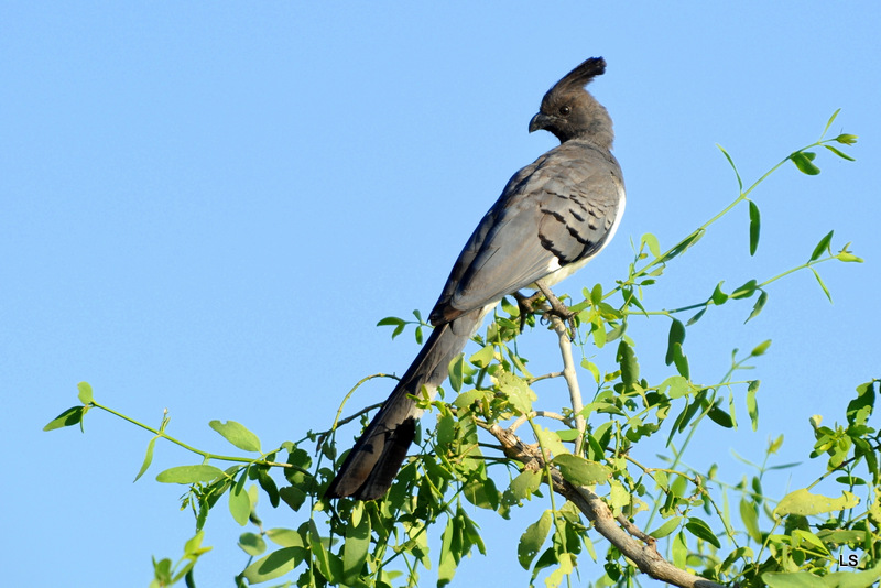 Touraco à ventre blanc/Go-away-Bird (1)