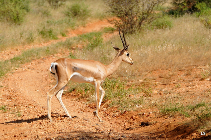 Gazelle de Grant (3)