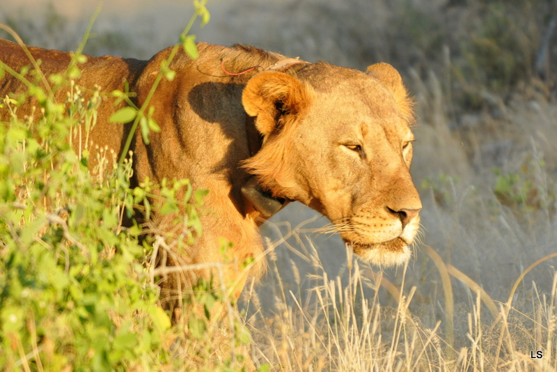 Lion (9)