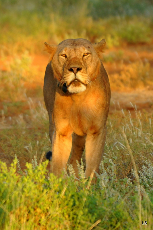 Lion (10)