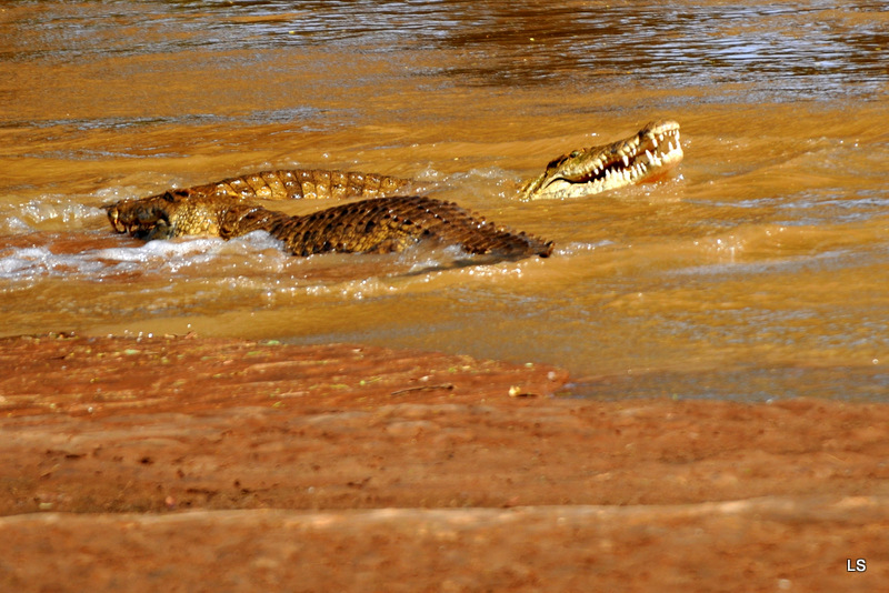 Crocodile (21)
