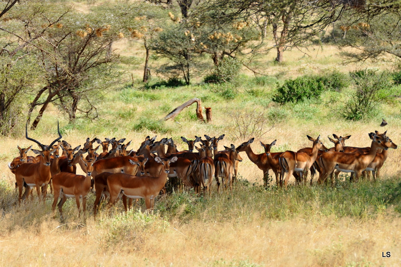 Impala (2)