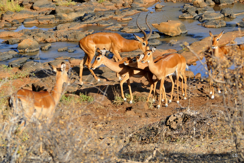 Impala (3)