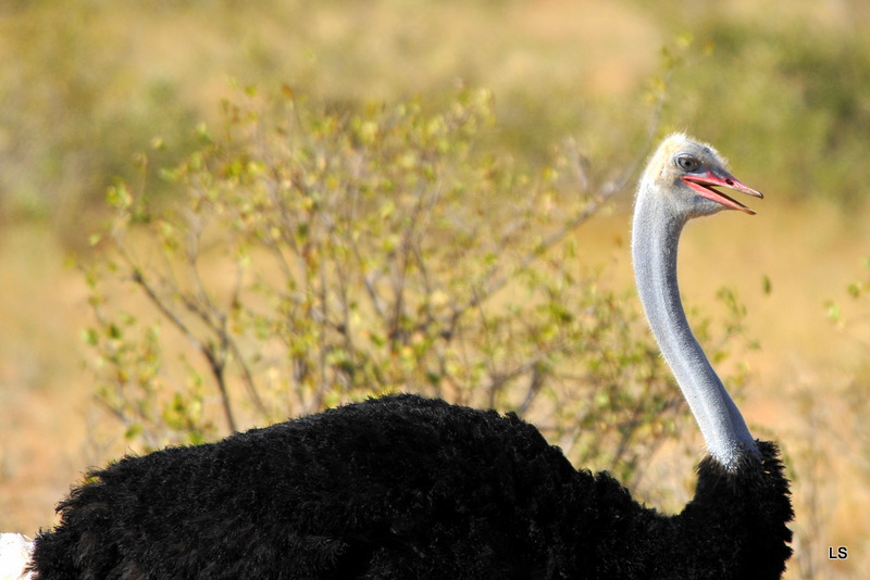 Autruche/Ostrich (5)