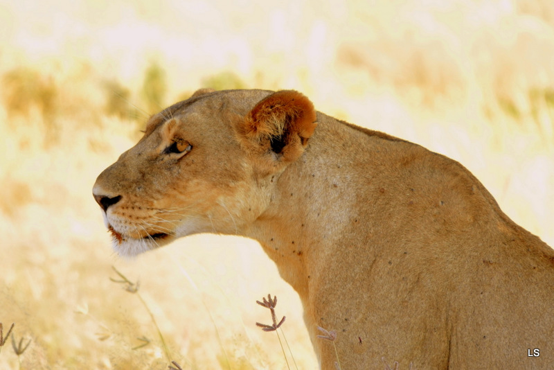 Lion (12)