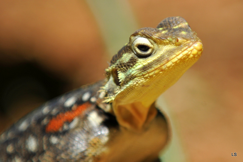 Agame/Agama Lizard (1)