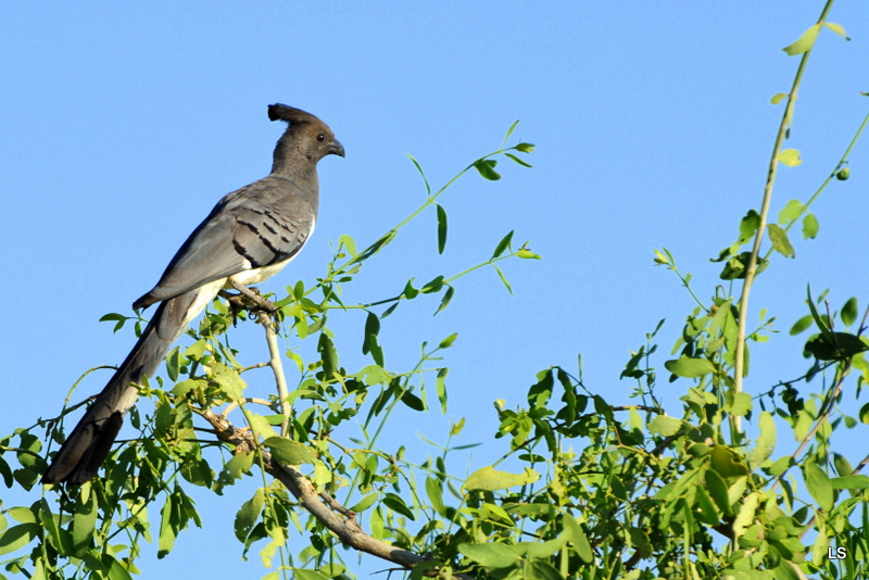 Touraco à ventre blanc/Go-away-Bird (1)