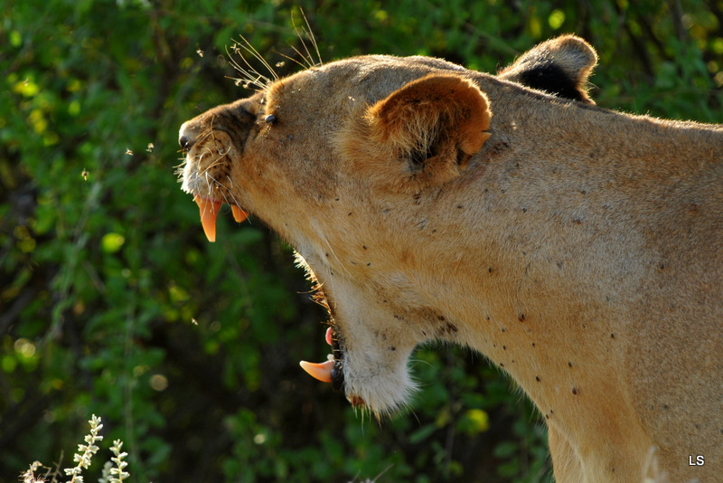 Lion (13)
