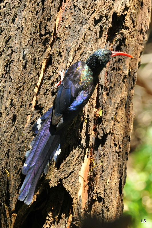 Irrisor moqueur/Green Wood-Hoopoe (1)