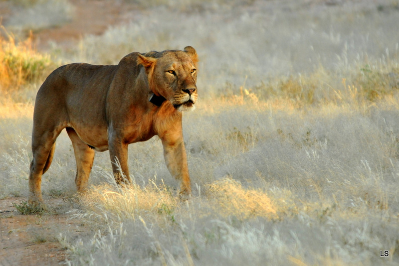 Lion (14)