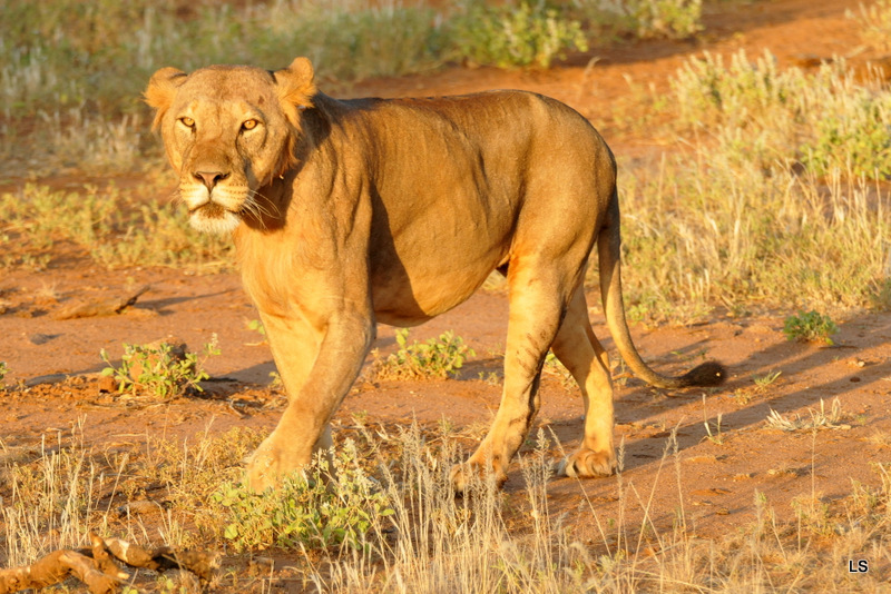 Lion (15)