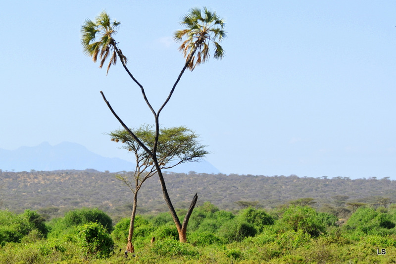 Samburu (4)