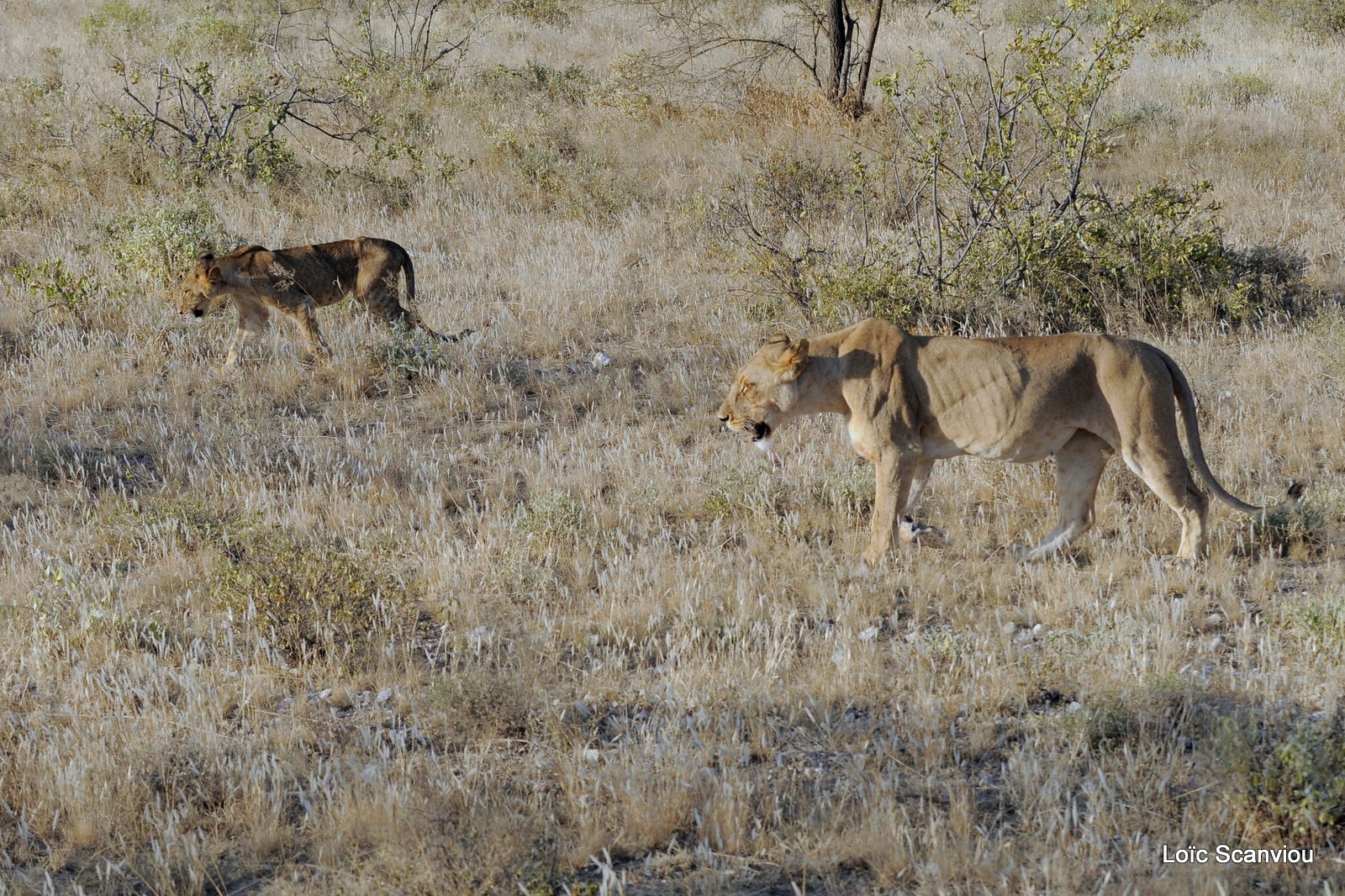 Lion (20)