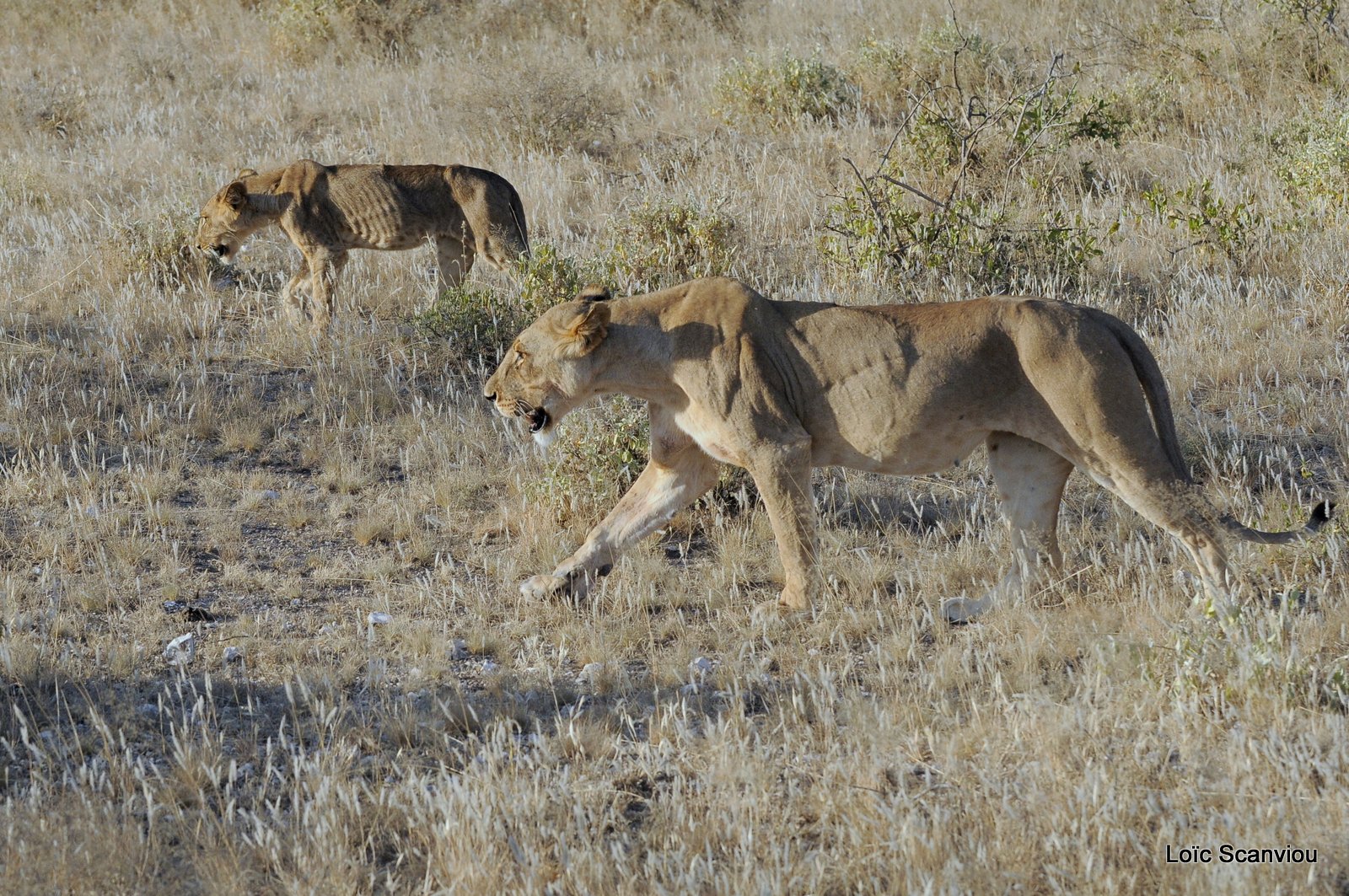 Lion (21)