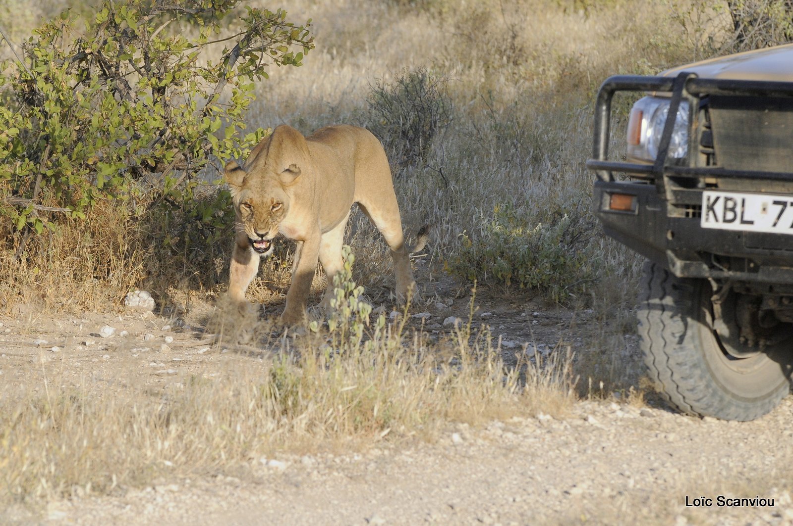 Lion (22)