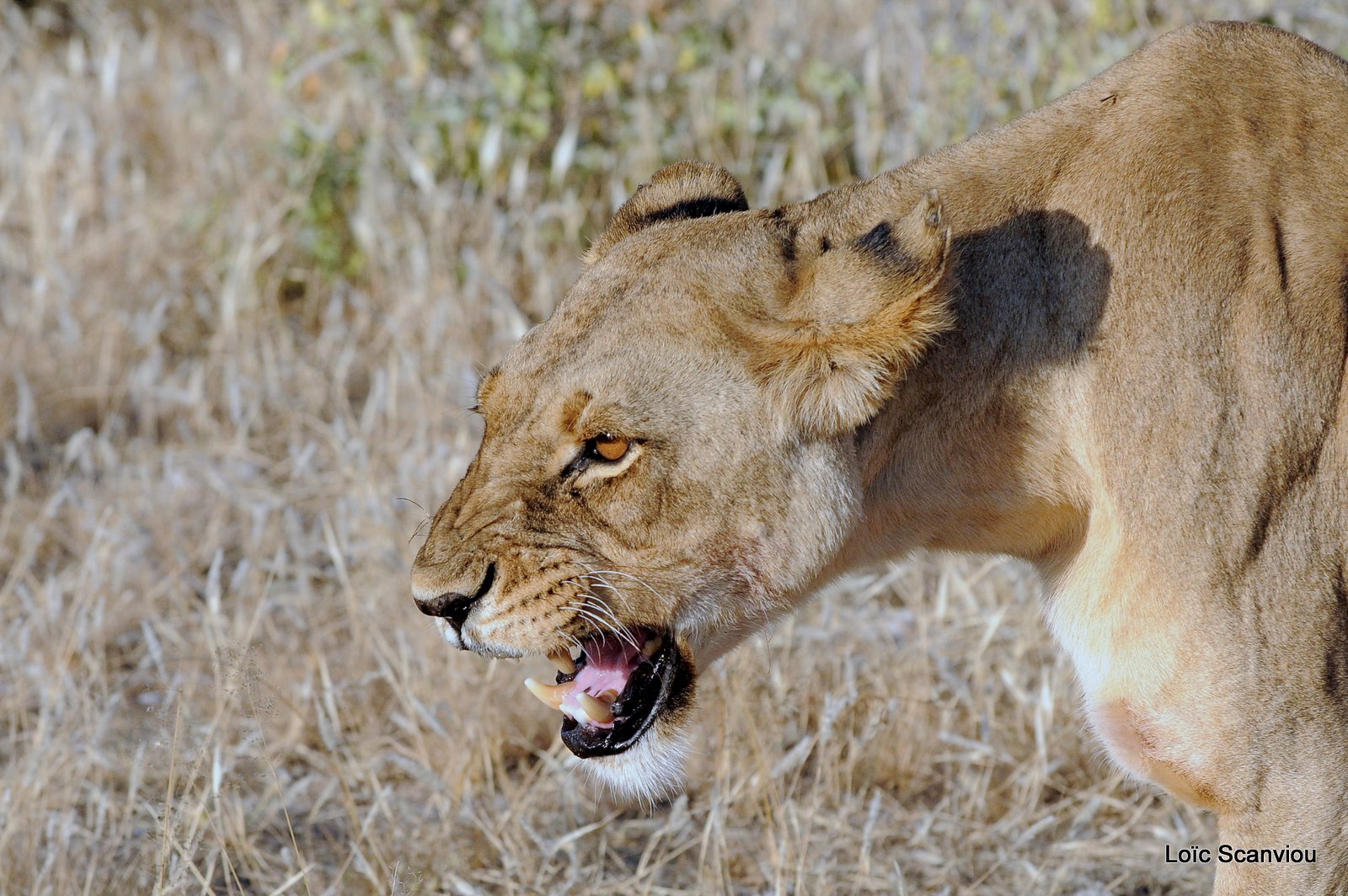 Lion (23)