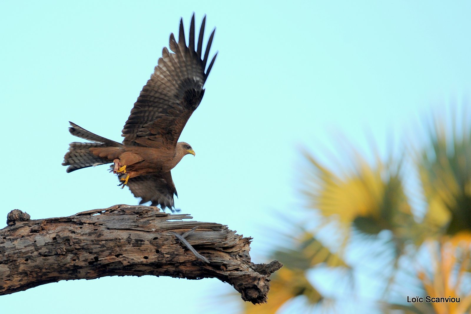 Milan noir/Black Kite (1)