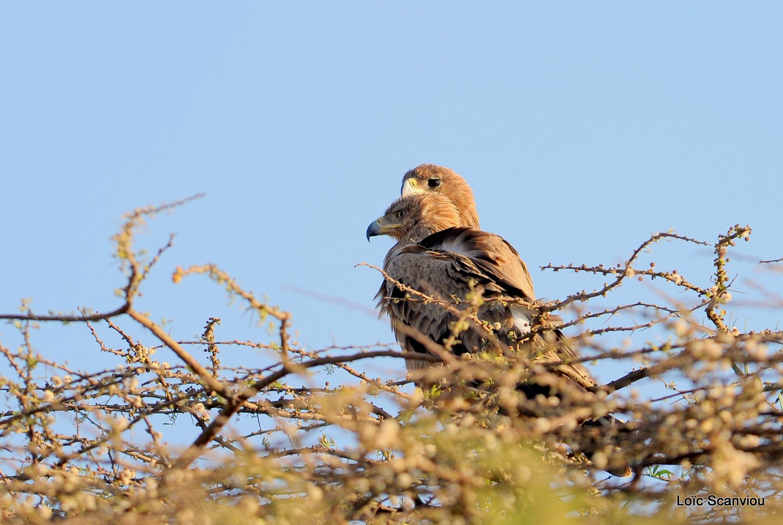 Aigle ravisseur/Tawny Eagle (1)