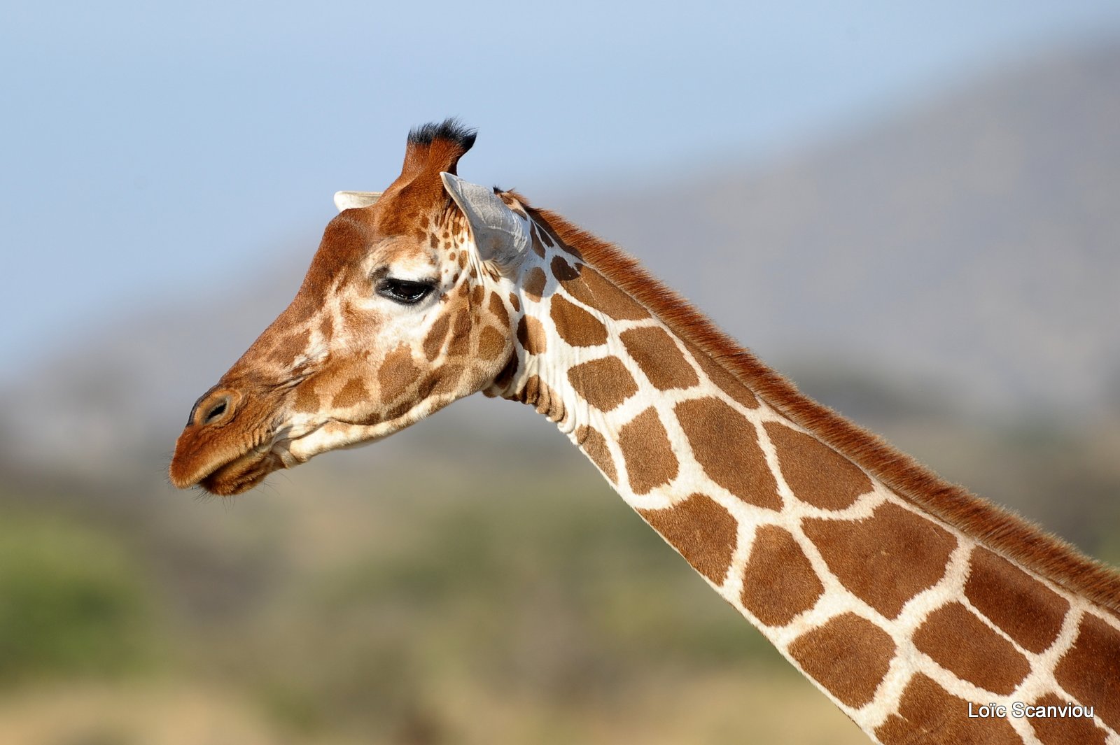 Girafe réticulée/Reticulated Giraffe (7)