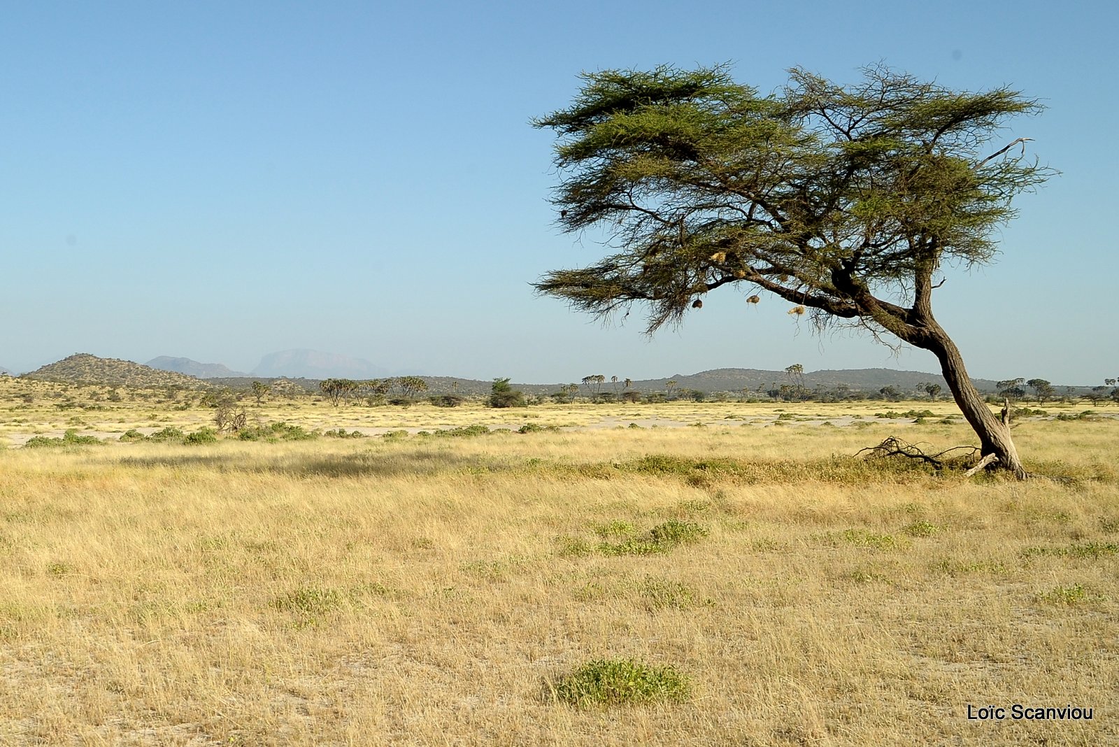 Samburu (16)