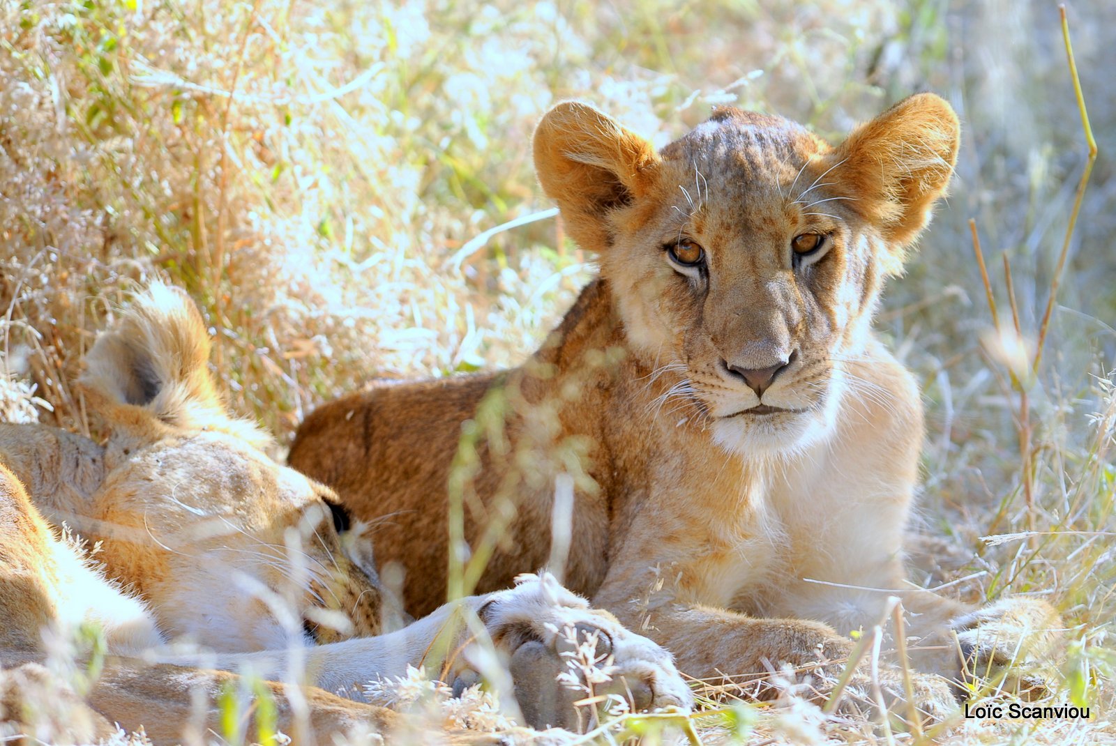 Lion (24)